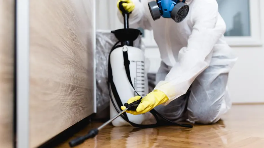 featured-image-termite-treatment.jpeg